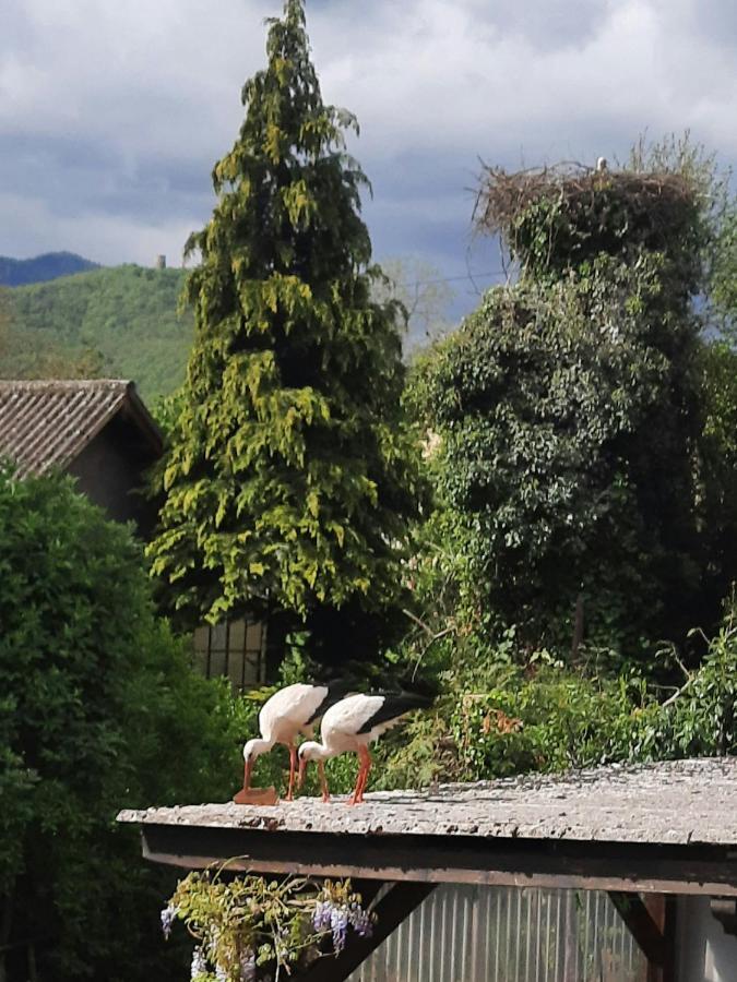 Gite Les Glycines 68230 Turckheim Exterior foto
